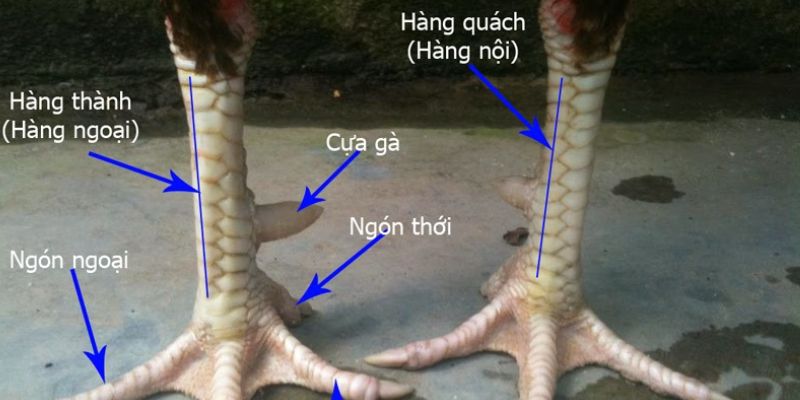 Xem vảy gà nở hậu