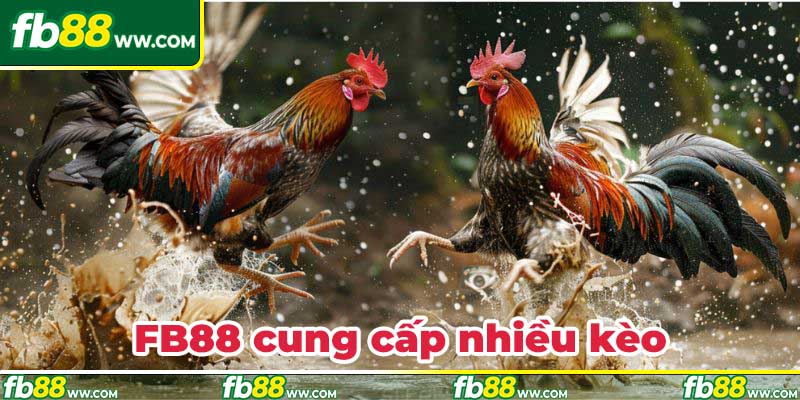 FB88 cung cấp nhiều thể loại kèo đá gà